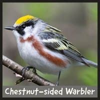 Chestnut-sided Warbler